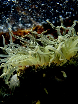 Burrowing Anemone in Tidepool