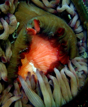 Pinktipped  Anemone Eating