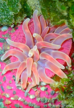 Rose Anemone