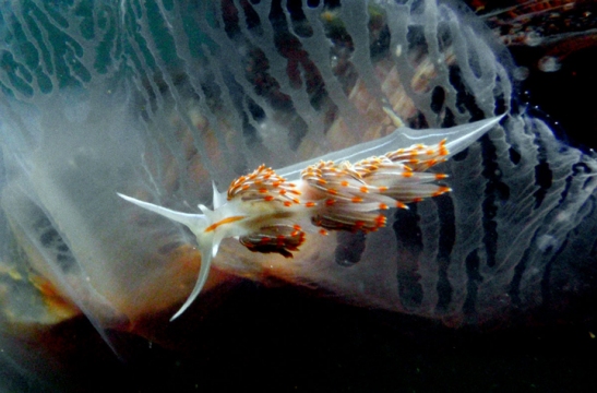 Opalescent Nudibranch on Lion's Mane Jelly