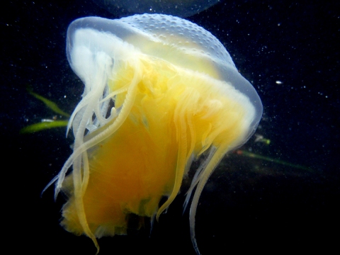 Egg Yolk Jelly