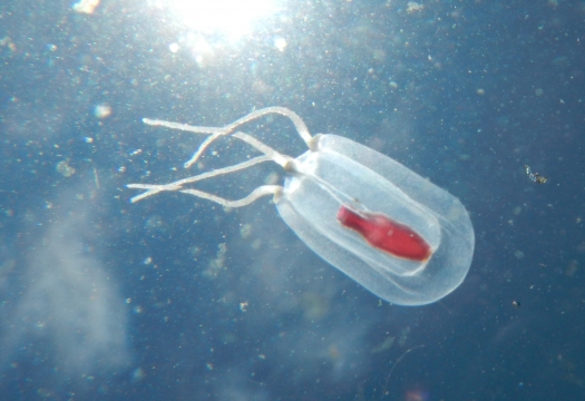 Little Red Sausage Jelly