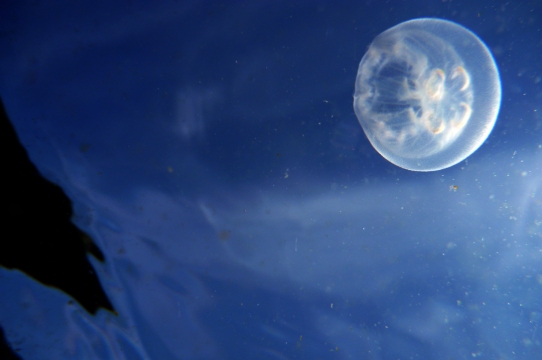 Moon Jelly in Sky