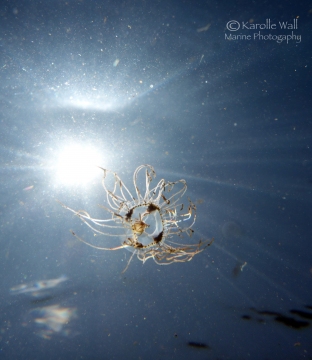 Orange Cross Jelly in Sky