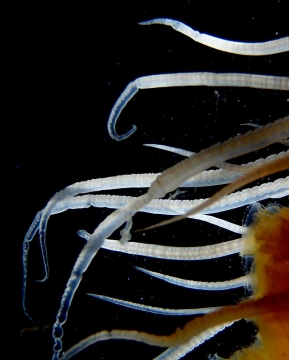 Egg Yolk Jelly