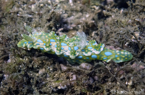 Jolly Green Giant, Miamira sinuata