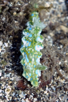 Miamira sinuata