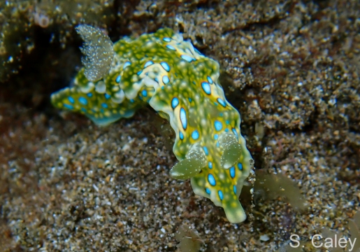 Miamira sinuata