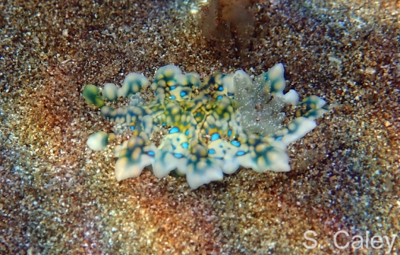Juvenile Miamira sinuata