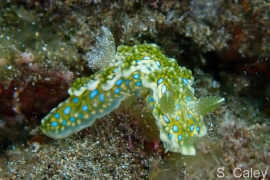 Miamira sinuata Miamira sinuata