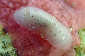 Jorunna alisonae Jorunna alisonae