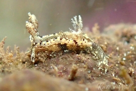 Joubin's Sea Slug, Pelagella joubini Joubin's Sea Slug, Pelagella joubini