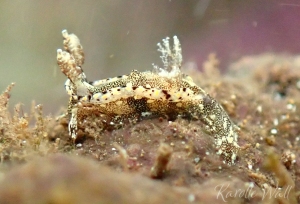 Joubin's Sea Slug, Pelagella joubini