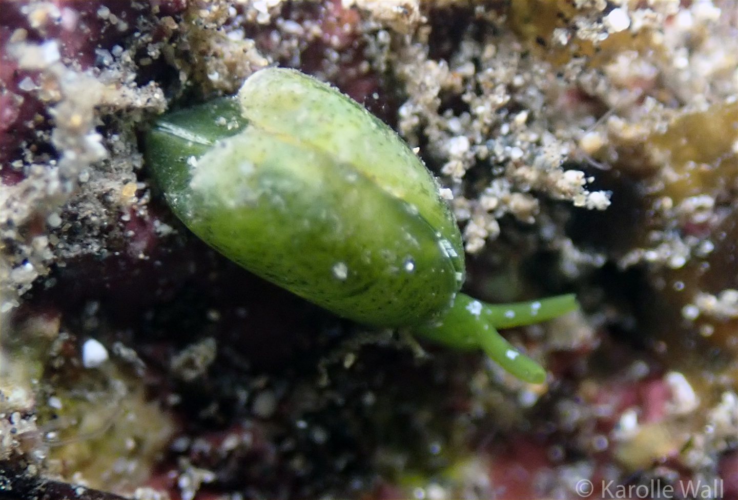 Julia exquisita - Marine Life et cetera