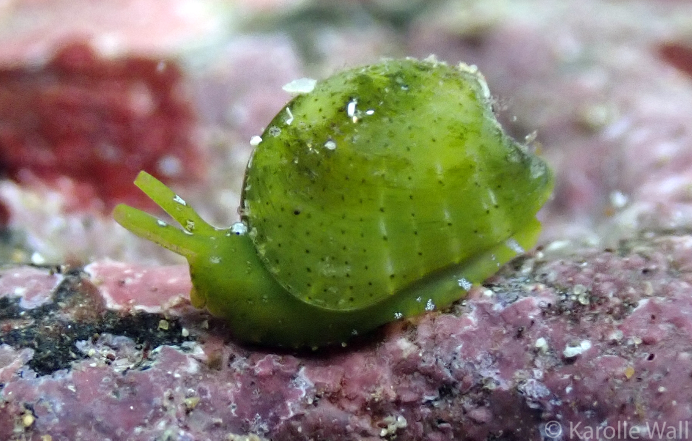 Julia exquisita - Marine Life et cetera