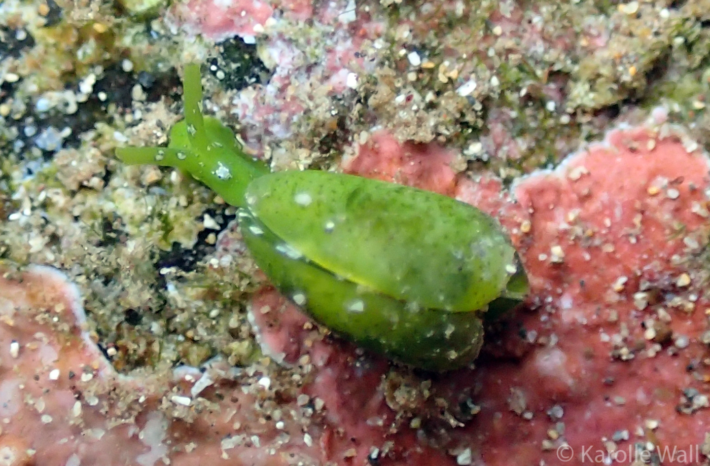 Julia exquisita - Marine Life et cetera