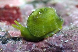 Julia exquisita Julia exquisita