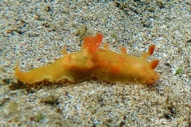 Kaloplocamus ramosus Kaloplocamus ramosus