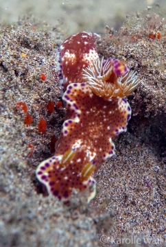 Kangaroo Nudibranch Dark
