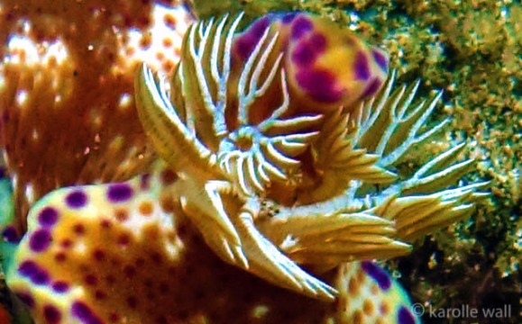 Kangaroo Nudibranch