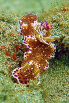 Ceratosoma tenue