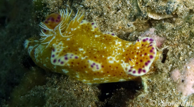 Kangaroo Nudibranch