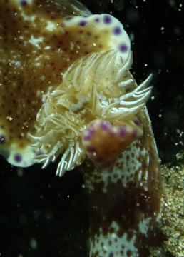 Kangaroo Nudibranch