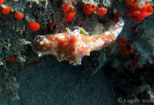 Kangaroo Nudibranch
