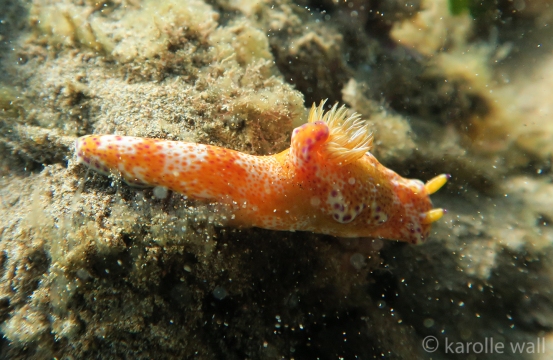 Kangaroo Nudibranch