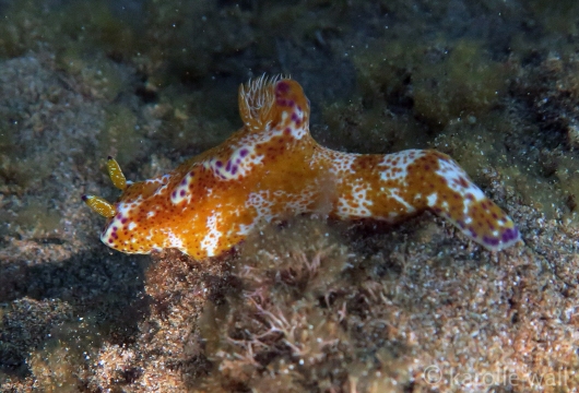 Ceratosoma tenue Gold