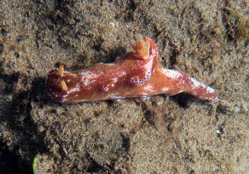 Kangaroo Nudibranch