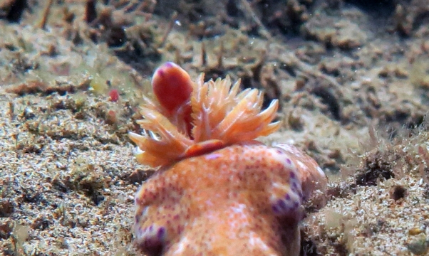 Kangaroo Nudibranch