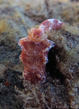 Kangaroo Nudibranch