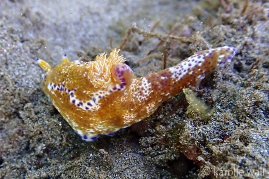 Kangaroo Nudibranch