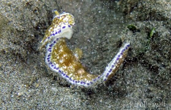 Ceratosoma tenue