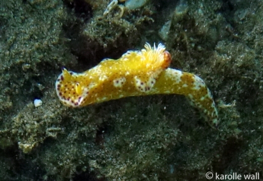 Kangaroo Nudibranch Yellow