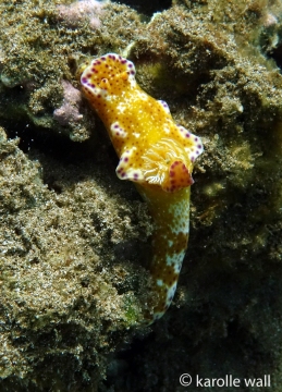 Kangaroo Nudibranch