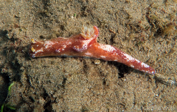 Kangaroo Nudibranch