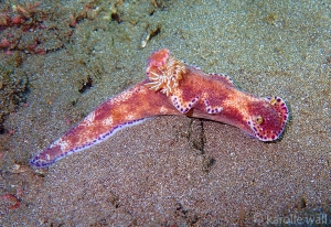 Kangaroo Nudibranch Red