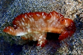 Phrikoceros cf. katoi Phrikoceros cf. katoi