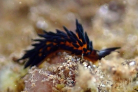 Kevin Lee Kevin Lee