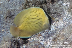 Lemon or Citron Butterflyfish