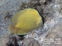 Lemon or Citron Butterflyfish