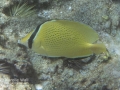 DSC02839-citron-butterflyfish-wm