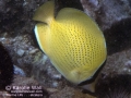 DSC02845-butterflyfish-citron-wm