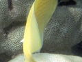 DSC02855-lemon-citron-butterflyfish-wm
