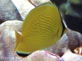 DSC02856-citron-butterflyfish-wm