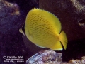 DSC06048-lemon-speckled-butterflyfishwm