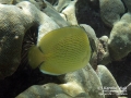 DSC06061-speckled-butterflyfishWm
