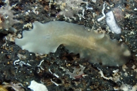 Leptoplanid sp. ? Leptoplanid sp. ?